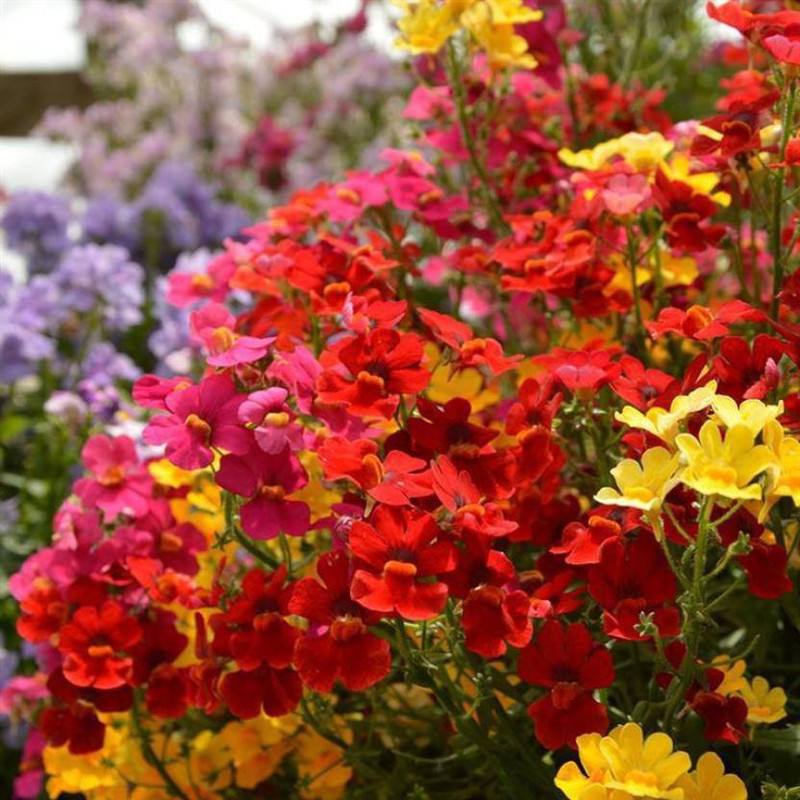 zonato Flower seeds Nemesia Flower Best Quality Hybrid seeds pack of 50 Seed(2 per packet)
