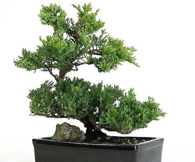get some deals Mini bonsai Joniper Plant insect repeller with plastic Tray Plant(Hybrid, Pack of 1, Foliage)