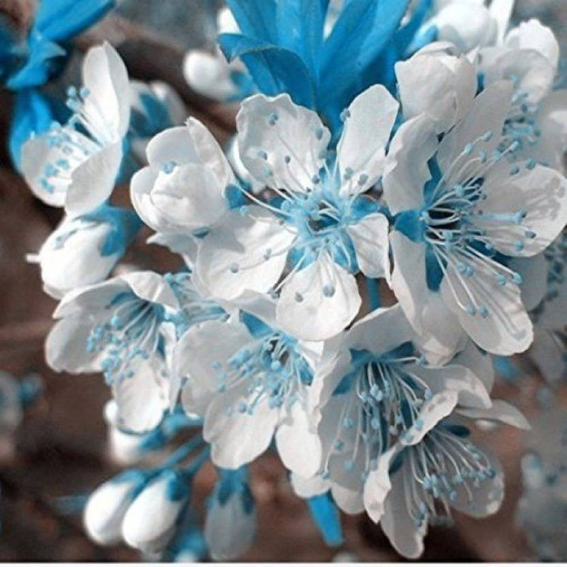greenly Rare Blue sky White Cherry Japanese Sakura seeds Seed(25 per packet)