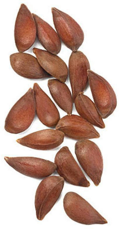 greenly Imported Bonsai Fuji Apple Indoor/potted Plant Seed Seed(15 per packet)