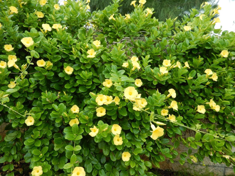 Siam Garden Yellow Mandevilla Vine Sapling Plant Hybrid Pack Of 1 Siam Garden Yellow Mandevilla Vine