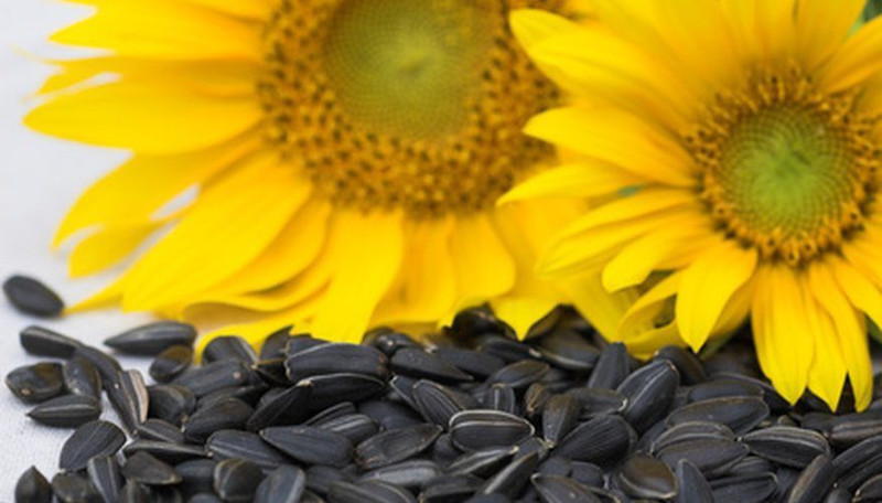 Pet Care Black sunflower seeds for birds,love birds,budgies,finches,,conures Nuts 0.3 kg Dry Adult Bird Food