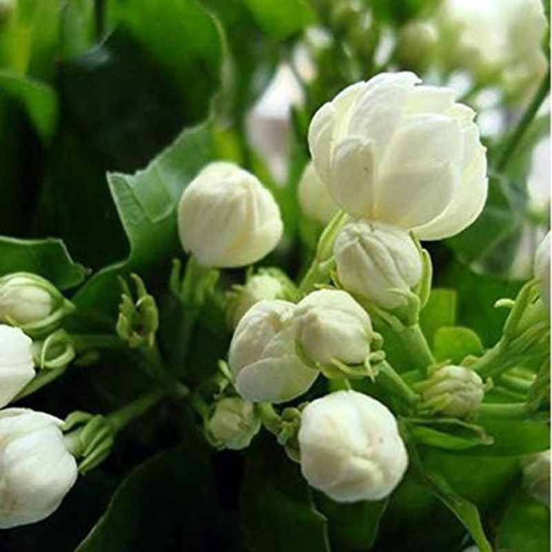 greenly Greenly Jasmin Mogra Flower Pack Seed(20 per packet)