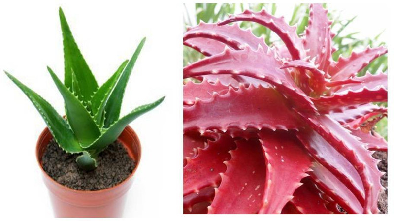 greenly Green and Red Alovera seeds Seed(40 per packet)