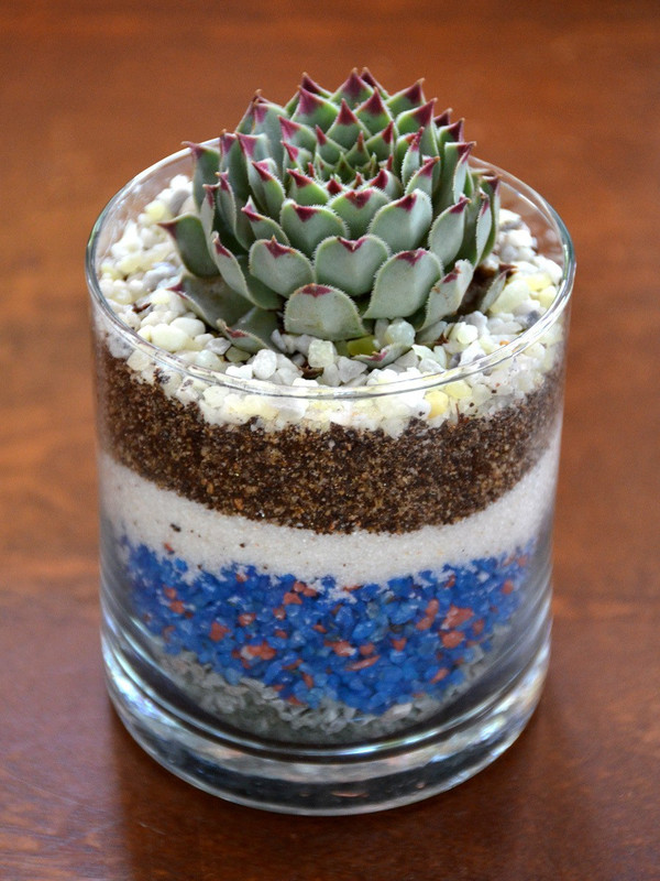 mudfingers Mini Tiramisu Terrarium Plant(Pack of 1, Succulent)