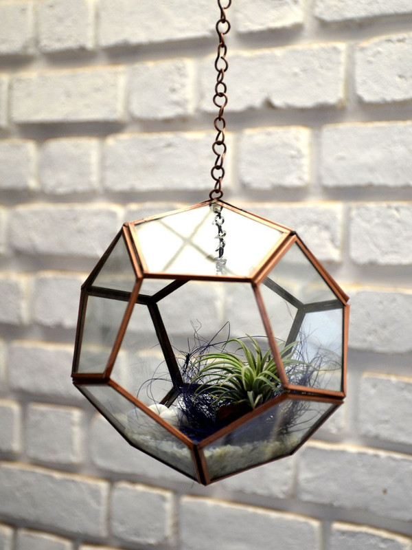 mudfingers Hanging Pentagonal Air Terrarium Plant(Pack of 1, Succulent)