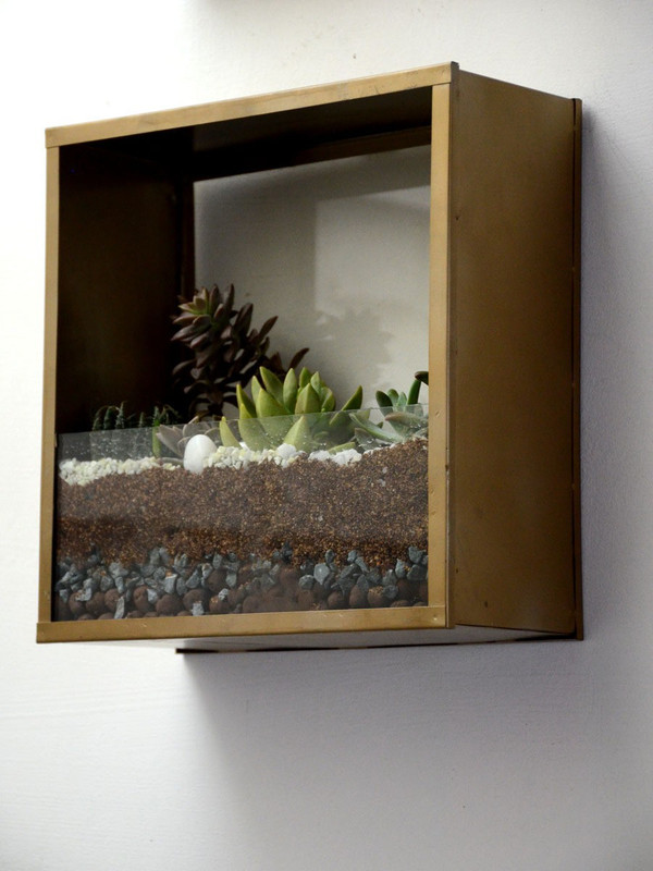 mudfingers Square Wall Terrarium Plant(Pack of 1, Succulent)