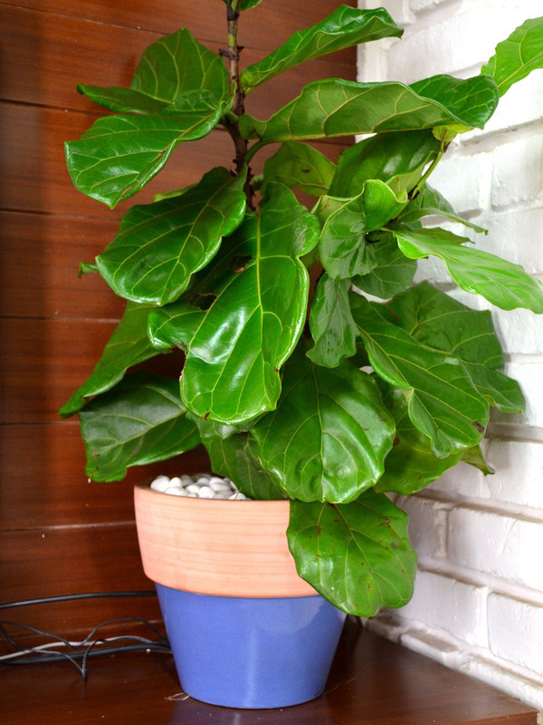 mudfingers Fiddle Leaf Fig in Ceramic Pot Plant(Pack of 1, Foliage)