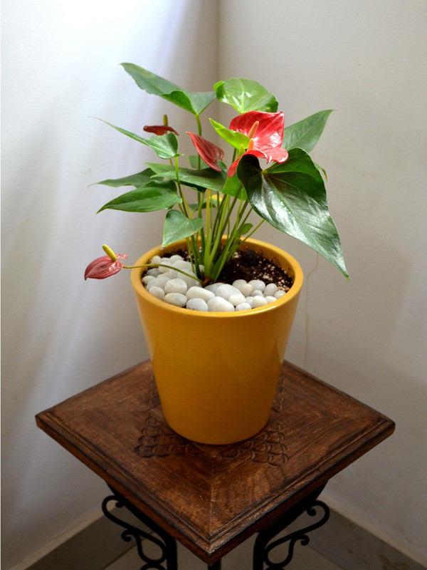 mudfingers Anthurium in Ceramic Pot Plant(Hybrid, Pack of 1, Flower)