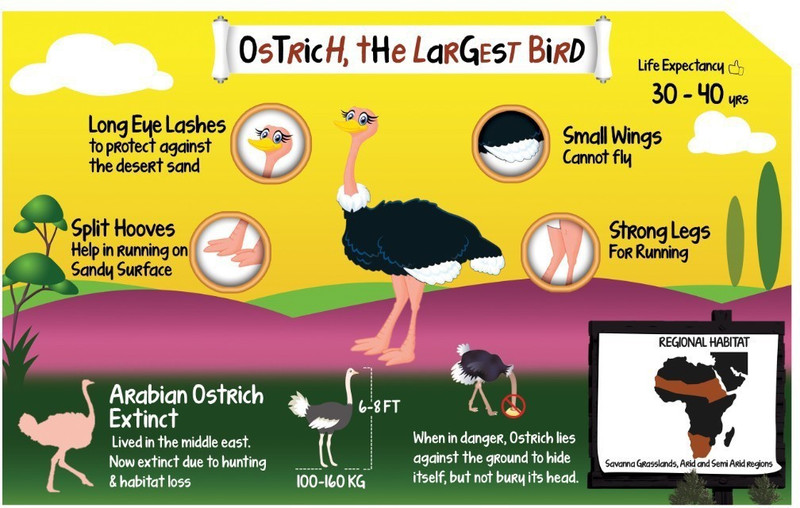 Bird Chart for Kids - Ostrich Poster - Size A3 - 11.7 X16.5 inches Paper Print(16.5 inch X 11.7 inch, Rolled)