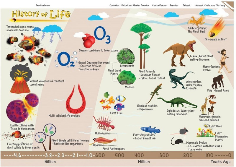 Science Poster for Kids - History of Life - Size A3 - 11.7 X 16.5 inches - Ideal for classroom (Multicolor) Paper Print(16.5 inch X 11.6 inch, Rolled)