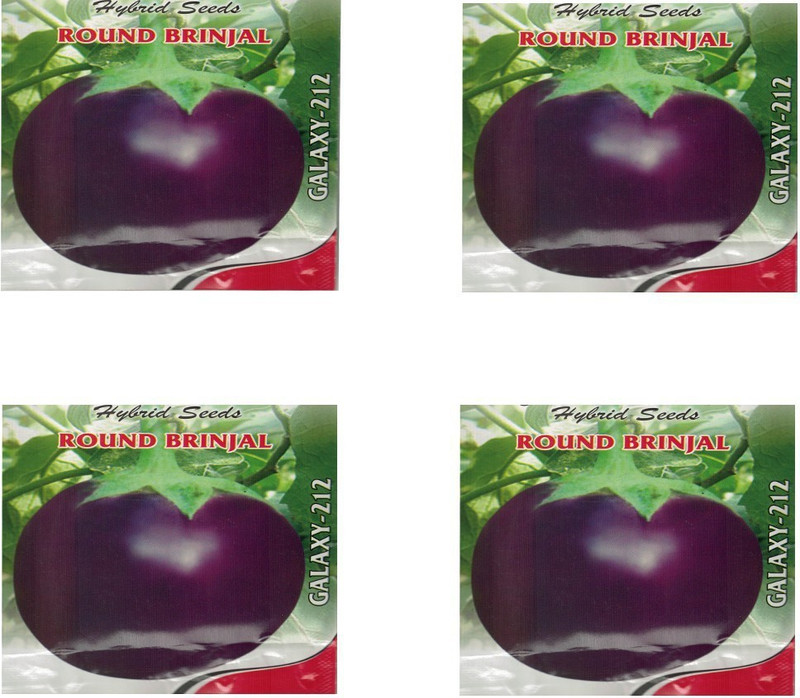 deepa Brinjal/Baigan seeds pack of 4pkt Seed(4 per packet)