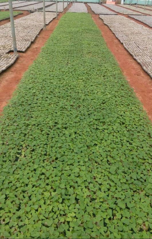 seeds Red lady (F1) hybrid papaya seeds Seed(700 per packet)