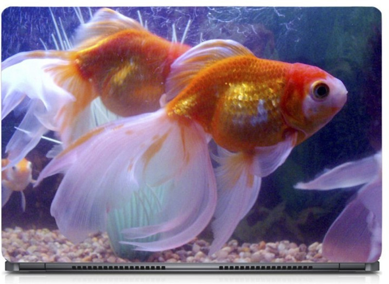 punix Gold fish Exclusive High Quality Laptop Decal, laptop skin sticker 15.6 inch (15 x 10) Inch new Vinyl Laptop Decal 15.6