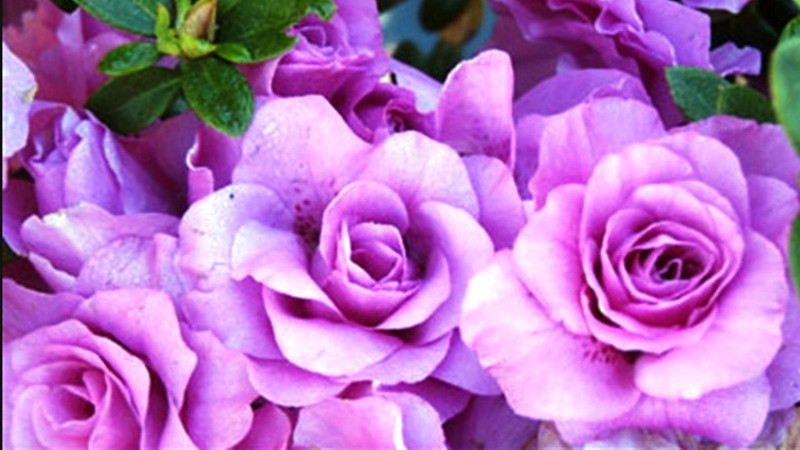 vidishas horticulture rose Seed(10 per packet)