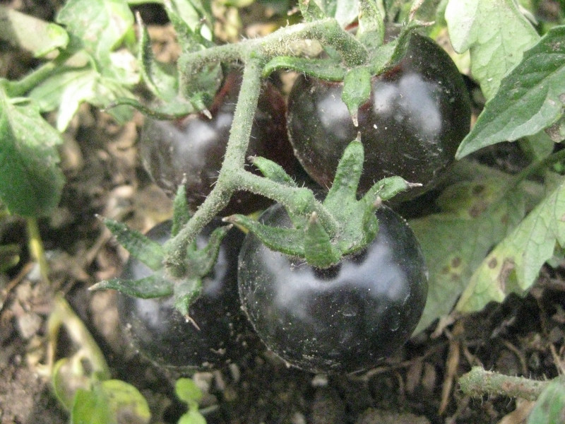 fresh seeds black Tomato seed Seed(25 per packet)