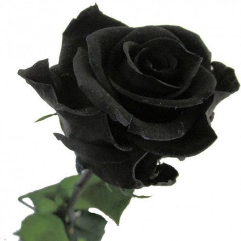 vidishas horticulture Asian Black Rose Seed(10 per packet)
