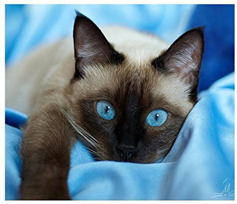 amazingdeal DIY Painting, Full Drill Blue Eye Cat 5D Diamond DIY Painting Craft Kit Home Decor