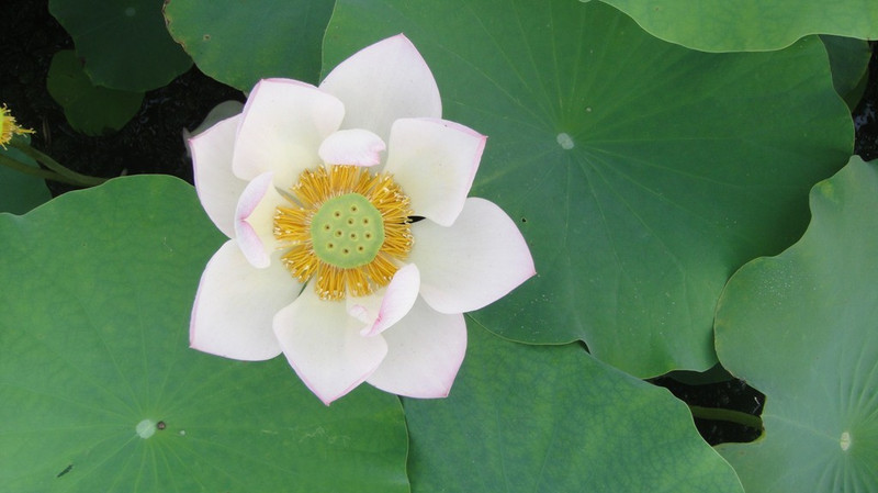 vidishas horticulture lotus Seed(10 per packet)