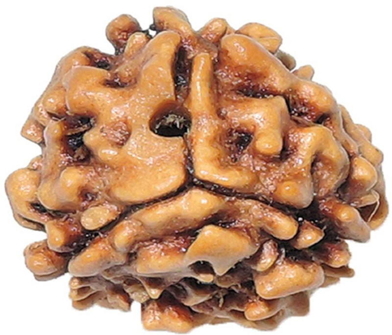 divya vedic sansthan 3 Mukhi /Face Rudraksha with silk Dori Bead size 12-15 mm 100% Original And Natural Rudrakasha | Beads Wood Pendant