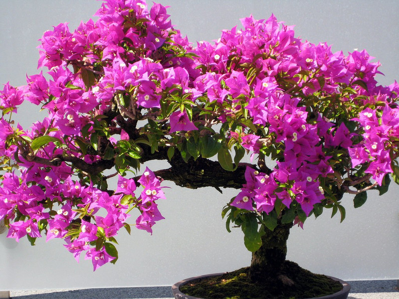 vidishas horticulture 10pcs Bougainvillea Hybrid Seed(10 per packet)