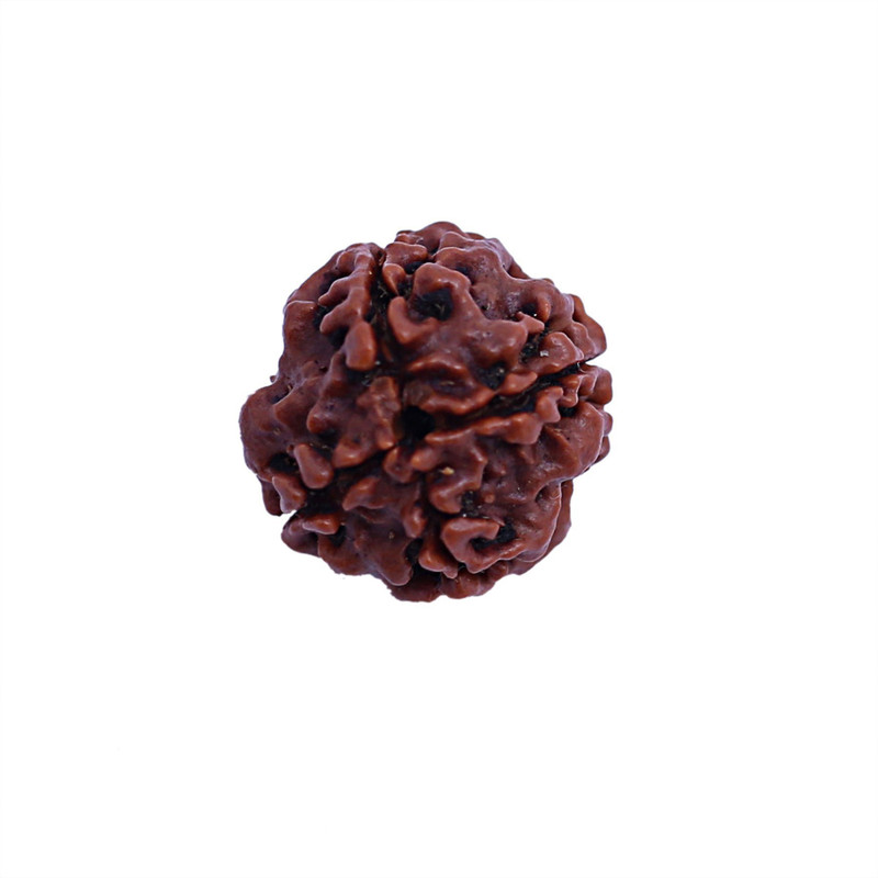 brahmgyan gallary most powerful rudrakash for student,improve your memory and speaking skill Wood Locket