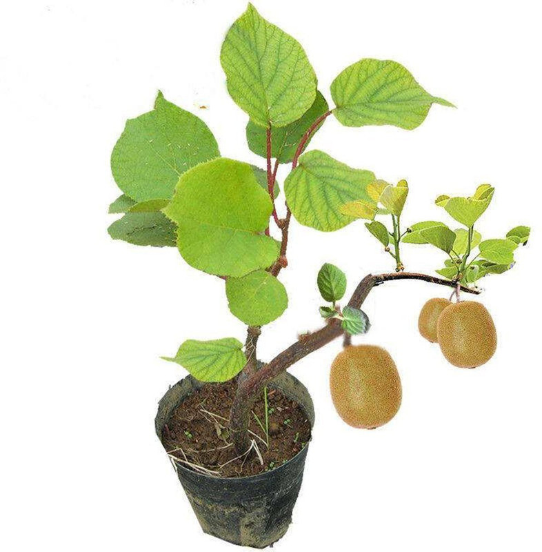 vidishas horticulture kiwi Seed(20 per packet)