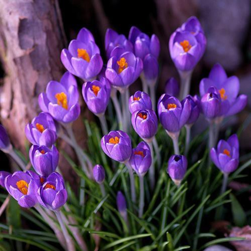 vidishas horticulture Saffron Seed(25 per packet)