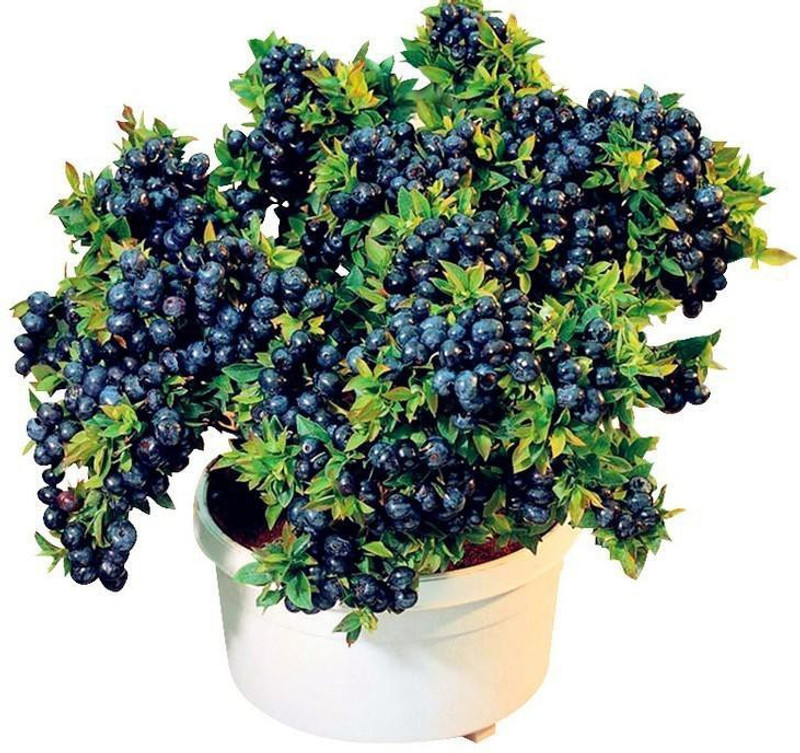 vidishas horticulture blue berry Seed(35 per packet)