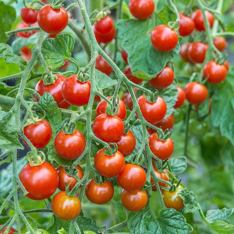 vidishas horticulture 50pcs TOMATO CHERRY Seed(50 per packet)