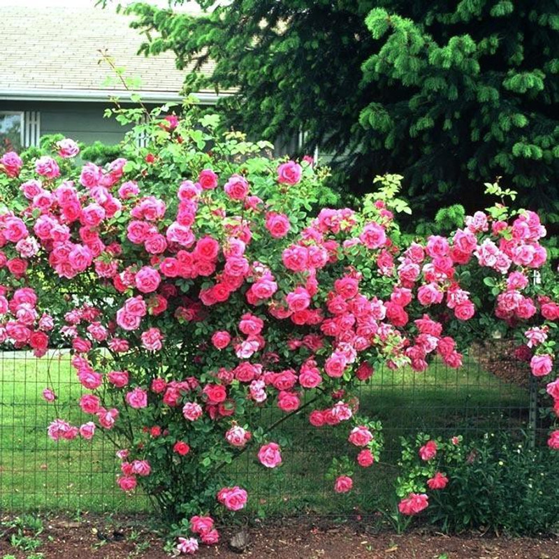 vidishas horticulture Imported Hybrid Germany Climbing Rose Seeds Seed(10 per packet)