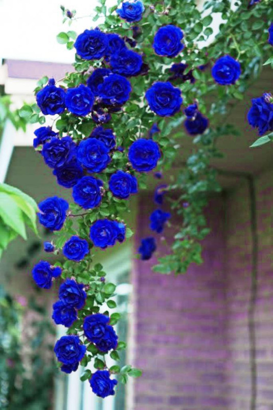 vidishas horticulture 10pcs Climbing Rose Blue Seed(10 per packet)