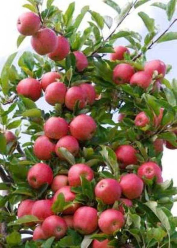 priyathams Imported Bonsai Fuji Apple Indoor/potted Plant Seed(14 per packet)
