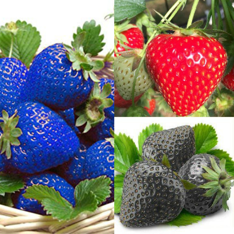 vidishas horticulture Strawberry Combo Mix Of (RED+BLACK+BLUE) Seed(60 per packet)