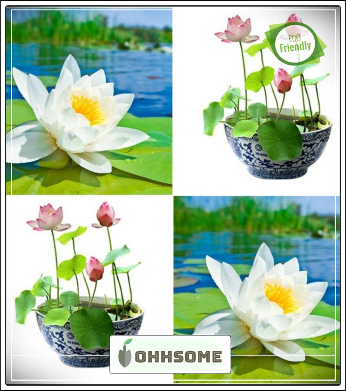 Ohhsome Lotus Flower Seeds Nelumbo Nucifera For Pots Seeds For Small Pot 1 Seeds Winter Season Flower Plant Seeds Garden Plant Seeds Seed 15 Per Packet Buy Online In Bosnia And Herzegovina At