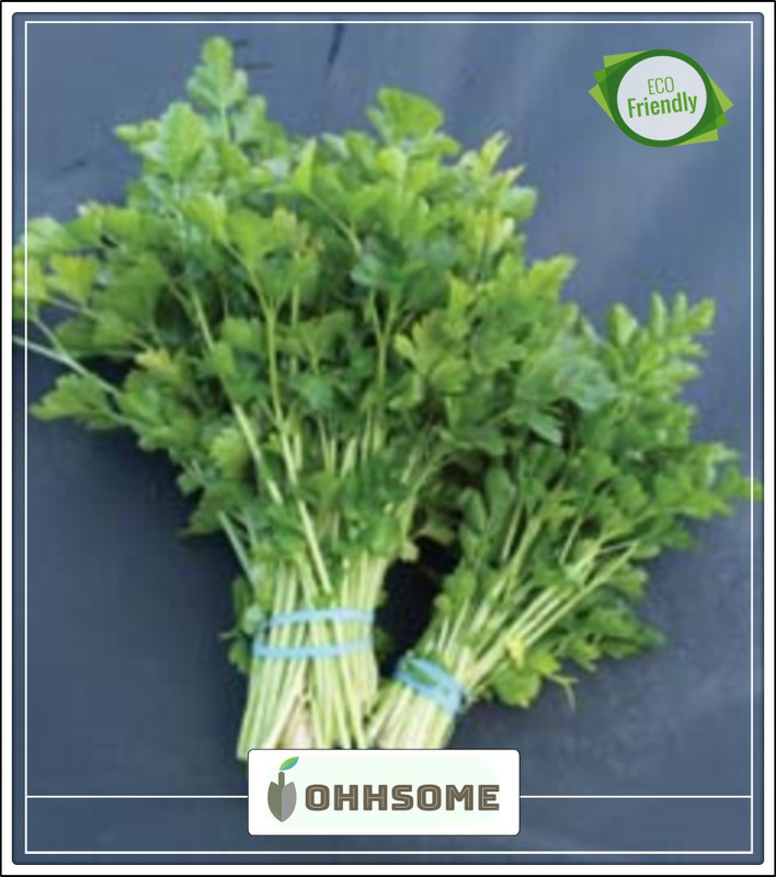OhhSome Herb Seeds For Kitchen Garden Smallage Celery Plant Seeds Organic Seeds Kitchen Garden Seeds Pack Seed(20 per packet)
