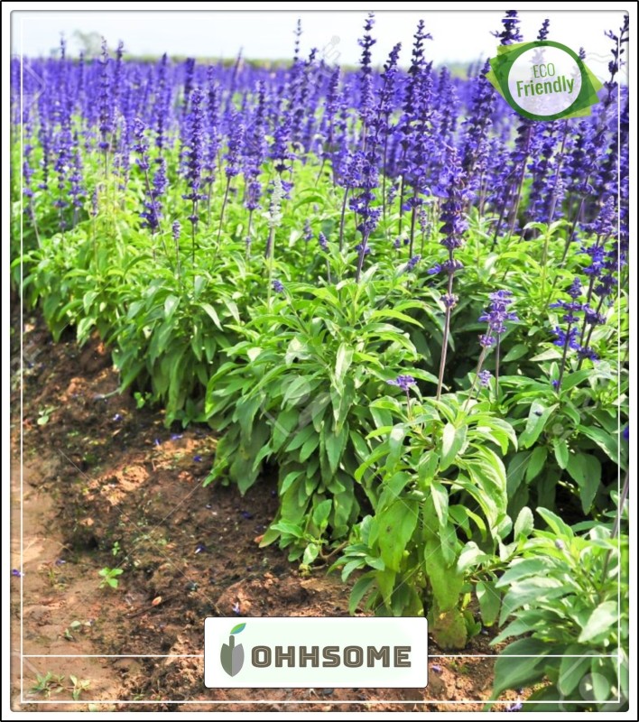 OhhSome   For Kitchen Garden Petroselinum Crispum - Garden Sage     Kitchen Garden  Pack Seed(20 per packet)