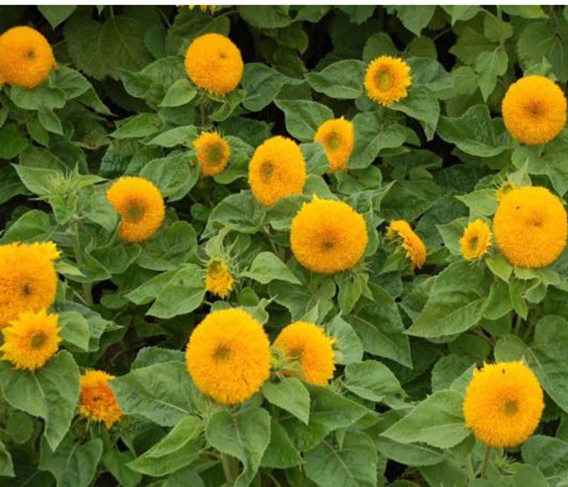 ANTIER SUNFLOWER DWARF SUNGOLD-1 FLOWER SEED FOR EATABLE WITH ORGANIC (AVG 40-50 ++) SEED X 4 PACKET Seed(200 per packet)