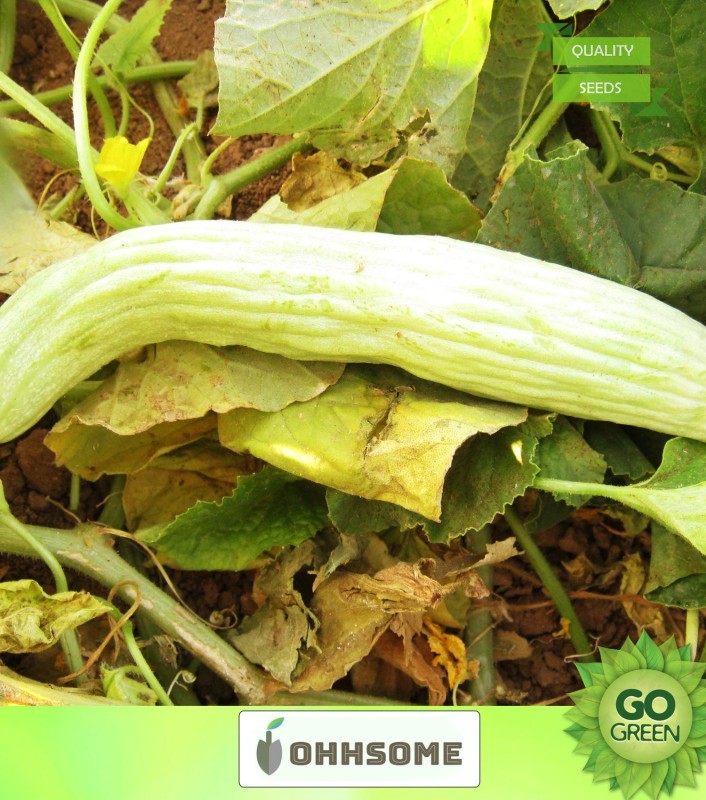 OhhSome Vegetable  Cuccumber Thin Selected  - Long Melon ​  Winter Season Home Garden  Seed(20 per packet)