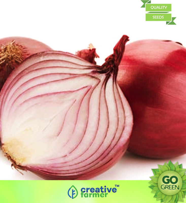 Creative Farmer Vegetable Seeds Black Onion Seeds Onion Black Seeds Seeds Organic Home Garden Seeds Seed 20 Per Packet Buy Online In Canada At Canada Desertcart Com Productid 142208823