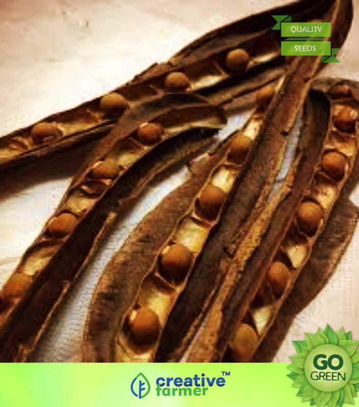 Creative Farmer Vegetable Seeds Dambala Seeds Winged Beans Seeds Heirloom Vegetable Seeds Vegetable Seeds Home Garden Seeds Seed 10 Per Packet Buy Online In Jersey At Jersey Desertcart Com Productid 149598976