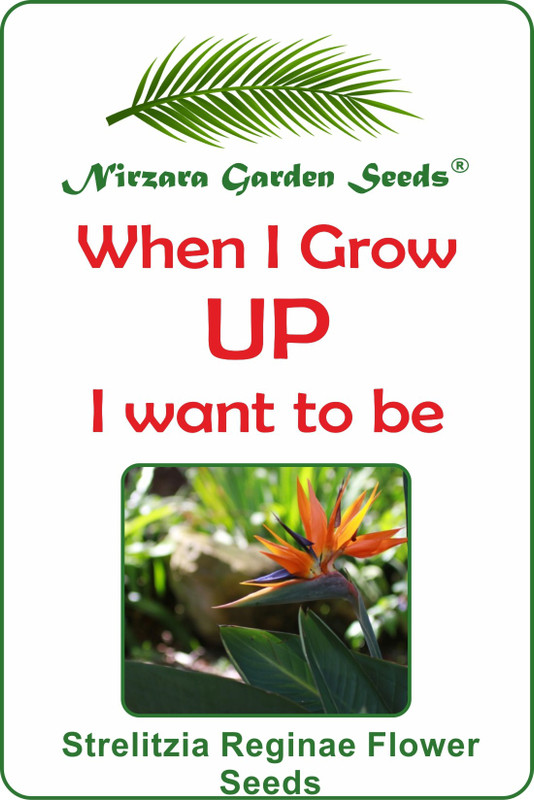 nirzara garden seeds Bird of Paradise Flower Seeds Seed(30 per packet)