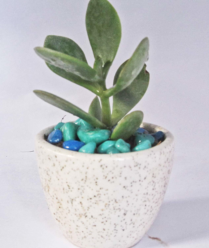 sansar nursery Crassula ovata, Jade Plant (Small, Big leaf) - Plant Plant(Hybrid, Pack of 1, Succulent)
