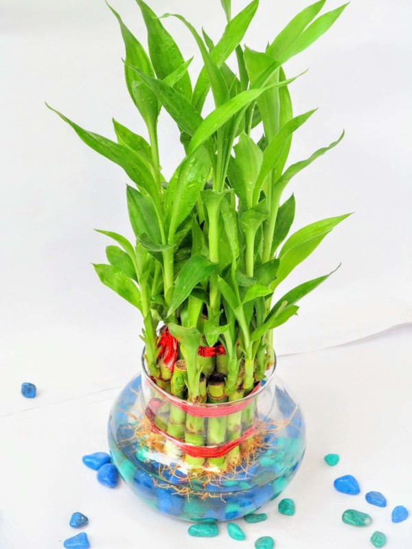 sansar nursery 2 Layer Lucky Bamboo Plant with Big Round Glass Bowl and Colored stones (Green) Plant(Hybrid, Pack of 1, Bamboo)