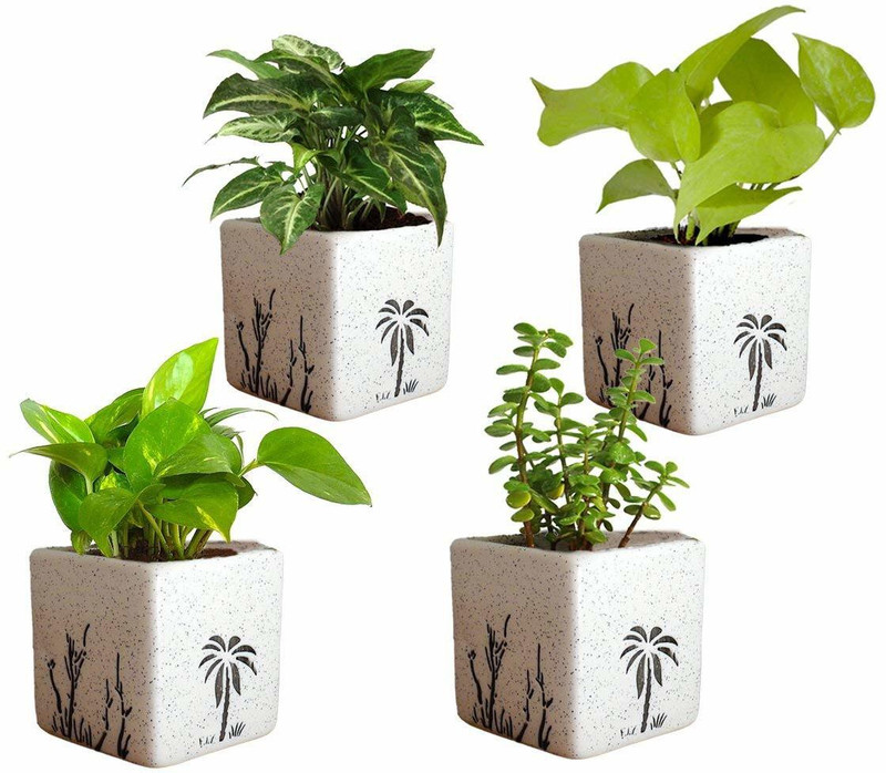 sansar nursery Combo of Good Luck Air Purifying Live Money Plant Golden Pothos Syngonium Green and Jade in Square Aroez Ceramic Pot Plant(Hybrid, Pack of 4, Foliage)
