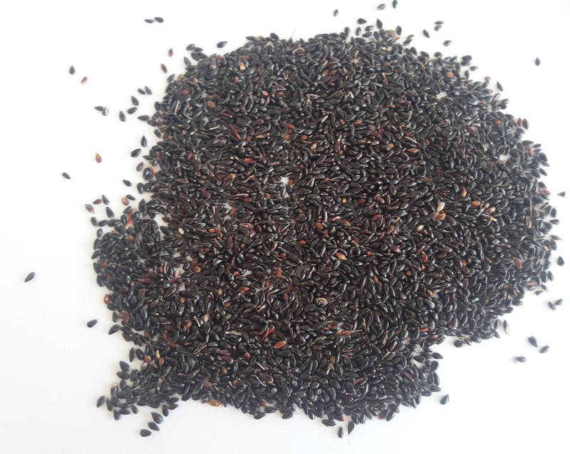 Buy Bokashi bran Super Napier Grass Seed 500G Seed 5000 per packet