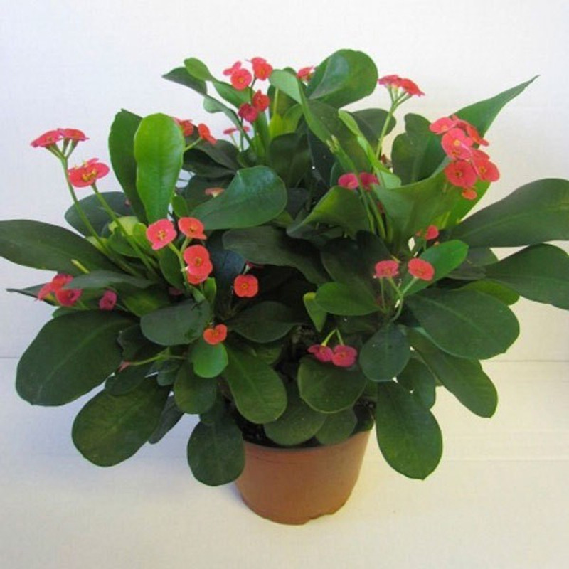 get some deals euphorbia milli plant Plant(Hybrid, Pack of 1, Flower)