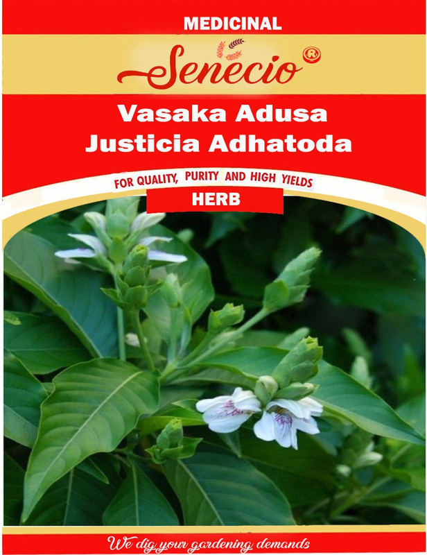 Senecio Vasaka Adusa Justicia Adhatoda Ardusi Malabar Nut Ayurvedic Medicinal Herb Plant Seed 10 Per Packet Buy Online In Bermuda At Bermuda Desertcart Com Productid 143946336