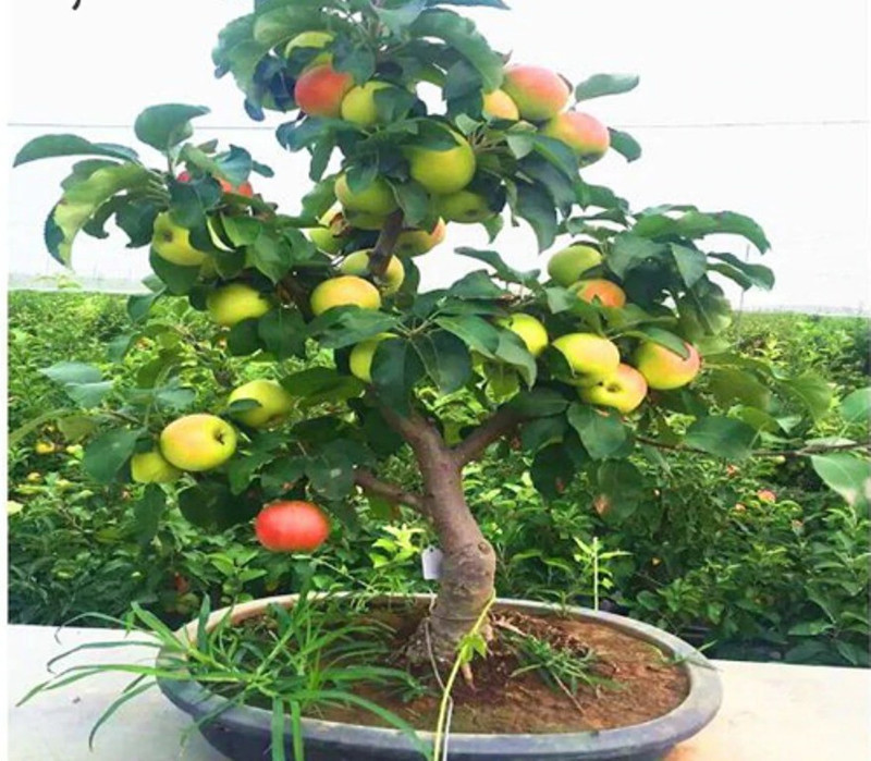 priyathams Imported BONSAI GREEN APPLE PLANT Seed(11 per packet)