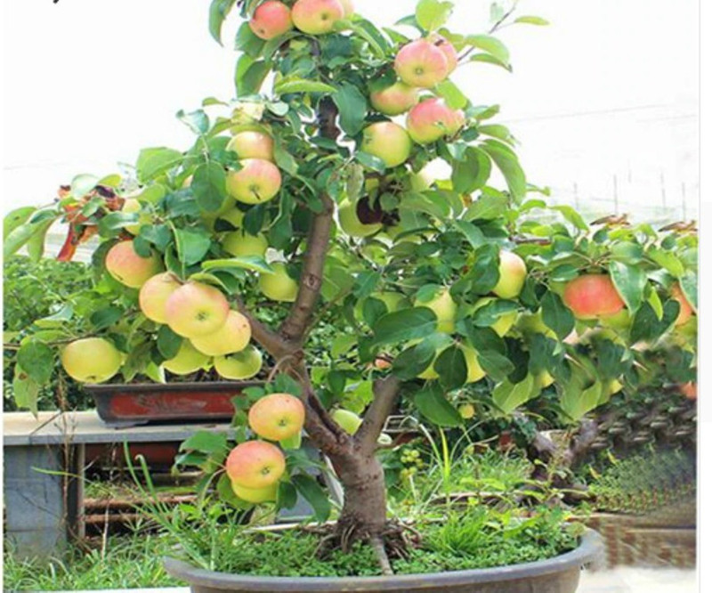 priyathams Bonsai APPLE PLANT Seed(19 per packet)